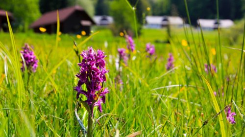 Krásy jarní přírody