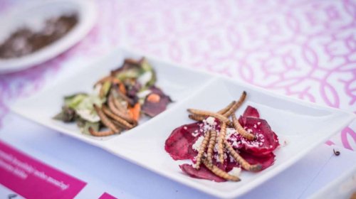 Hmyzí speciality na Karlovském gastrofestivalu